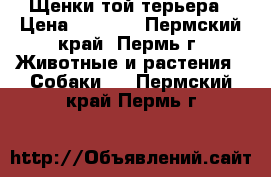 Щенки той терьера › Цена ­ 4 000 - Пермский край, Пермь г. Животные и растения » Собаки   . Пермский край,Пермь г.